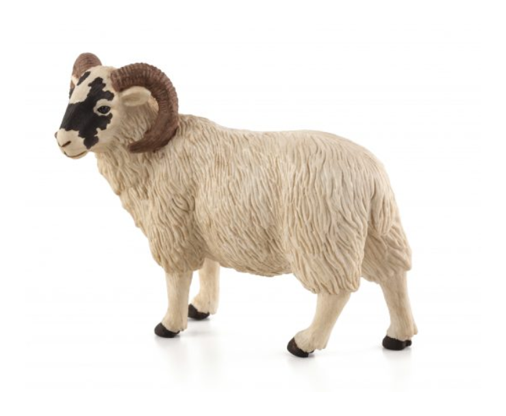 گوسفند صورت سیاه نر موجو Black Faced Sheep ram 387081